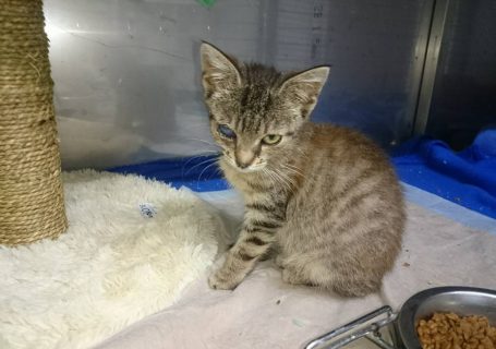 Katze Aurora