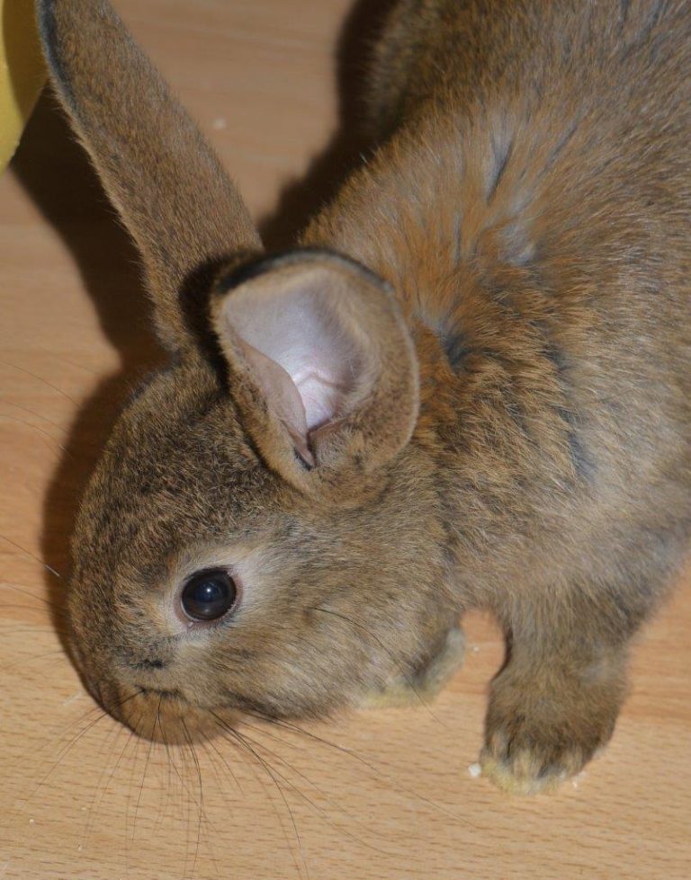 Zuhause gesucht Kaninchenbande Tierschutz für Willich e.V.